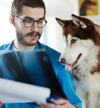 Veterinario y perro en una consulta, mejor CRM para veterinario