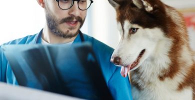 Veterinario y perro en una consulta, mejor CRM para veterinario